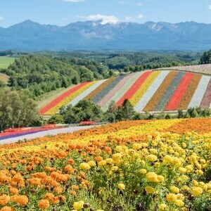 市区町村魅力度ランキング2026、札幌市が3年ぶり1位｜北海道3市が上位独占、別府市は12位に急上昇