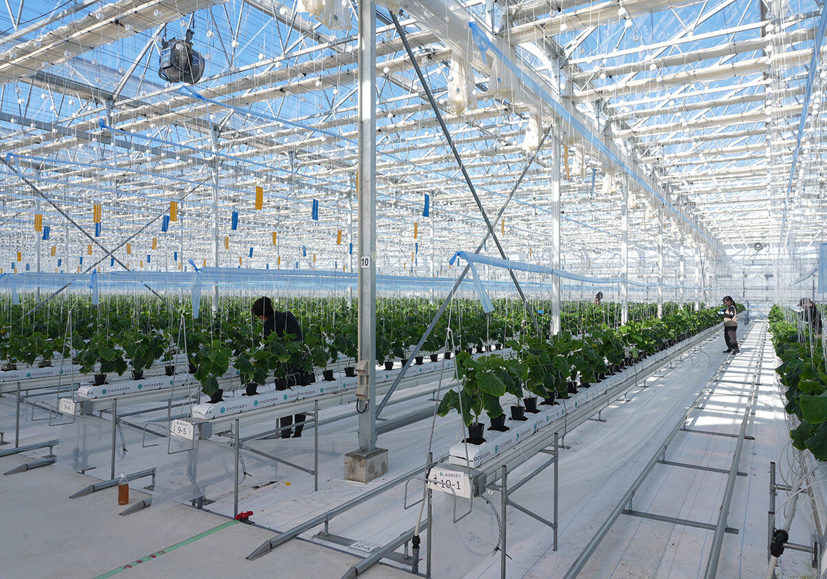 現在のAGRISTのきゅうり収穫ロボットは、つるおろし栽培を行っている大規模施設園芸のビニールハウスの中での導入を条件としている。