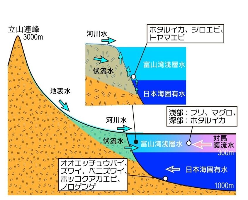 立山連峰から富山湾まで、約4,000mの高低差が育む“天然のいけす”